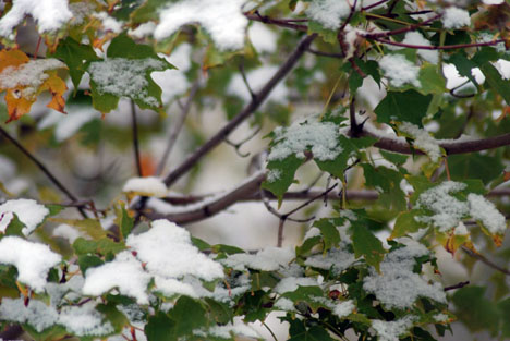 0snowleaves01.jpg