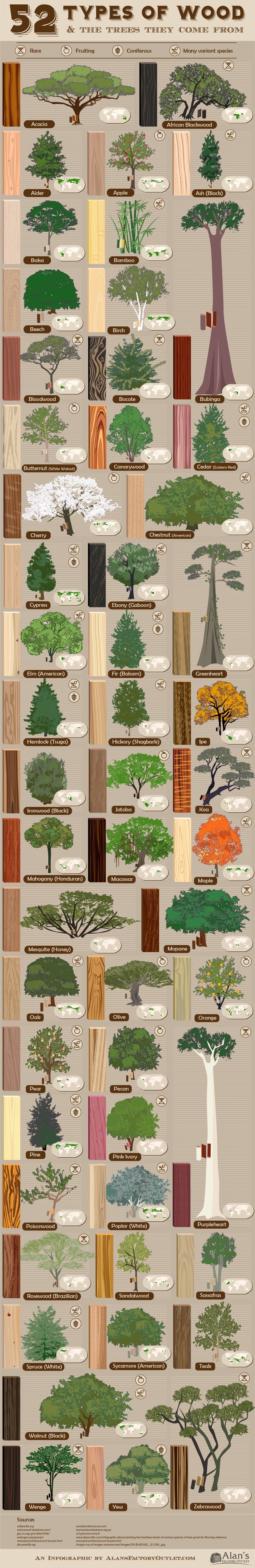 Visual Guide What The Actual Trees Of 52 Different Wood Species Look 