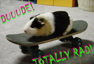 goskate.jpg