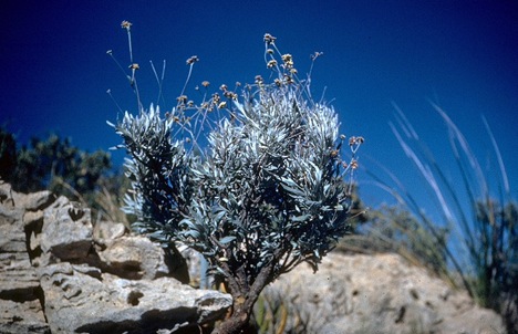 guayule.jpg