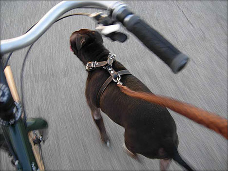 ride-the-pie-468.jpg