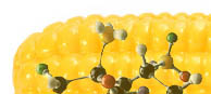 toy_corn.jpg