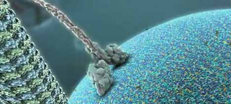 innercell.jpg