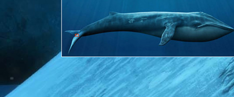 lifesizewhale.jpg