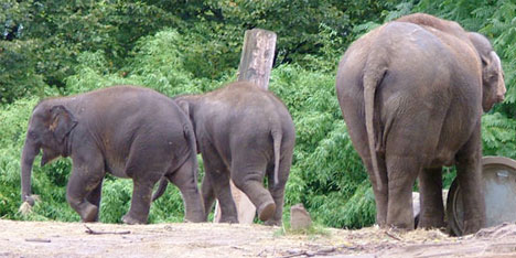 gg09-elephantpoop.jpg