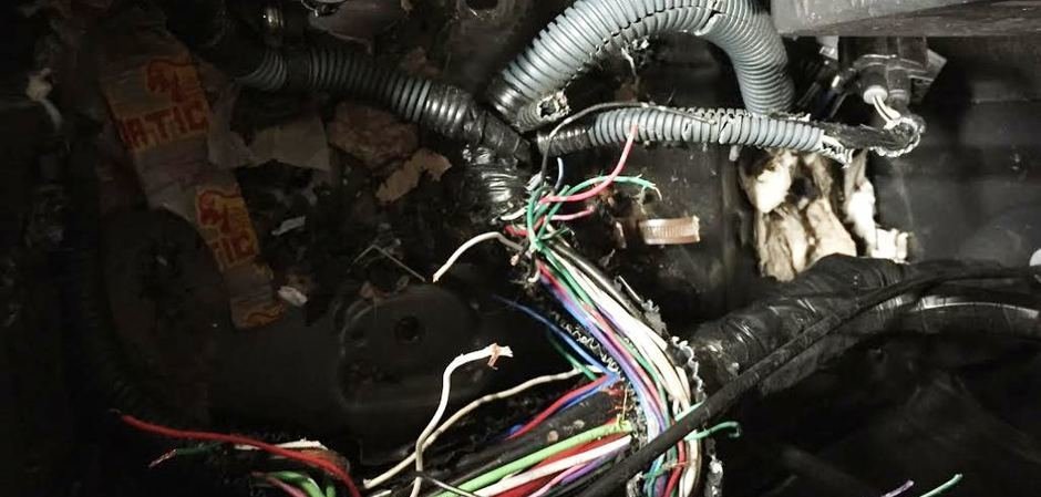 When Going Green Backfires Eco Friendly Car Wiring In Newer Cars Apparently Attracts Rats Core77