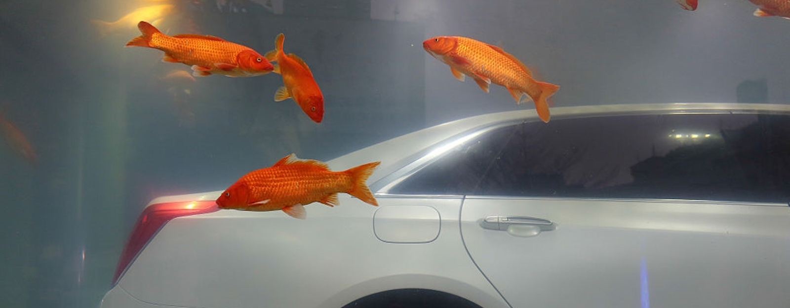 Be Inspired By This Roaming Fish Robot - Core77