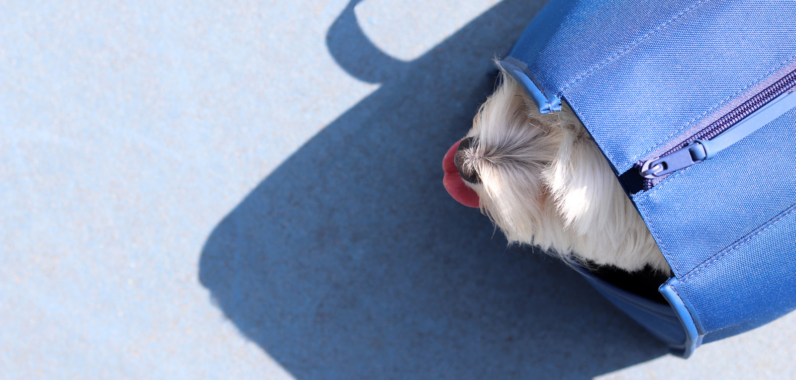   ブルドッグ If Dogs Were Designers, They'd Demand to Be Carried in This Dog