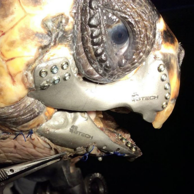 Wounded Turtle Gets Titanium 3D-Printed Jaw